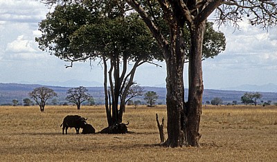 Afrikanische Büffel (Kaffernbüffel, Syncerus caffer) im Schatten eines Baumes - Mikumi Nationalpark