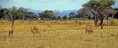 Impalas (Aepyceros melampus) - Mikumi Nationalpark