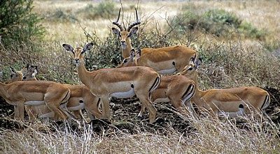 Impalas (Aepyceros melampus) - Mikumi Nationalpark