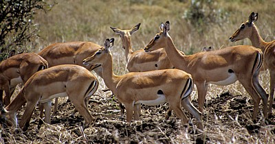 Impalas (Aepyceros melampus) - Mikumi Nationalpark