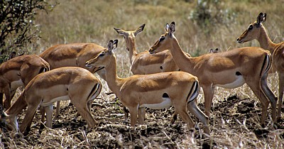 Impalas (Aepyceros melampus) - Mikumi Nationalpark