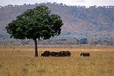 Afrikanische Elefanten (Loxodonta africana) unter einem Baum - Mikumi Nationalpark