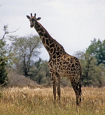 Massai-Giraffe (Giraffa camelopardalis tippelskirchi) - Mikumi Nationalpark