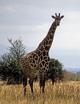 Massai-Giraffe (Giraffa camelopardalis tippelskirchi) - Mikumi Nationalpark
