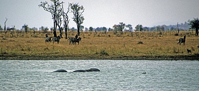 Steppenzebras (Equus quagga) an einem See - Mikumi Nationalpark