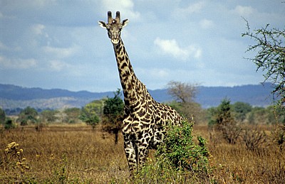 Massai-Giraffe (Giraffa camelopardalis tippelskirchi) - Mikumi Nationalpark
