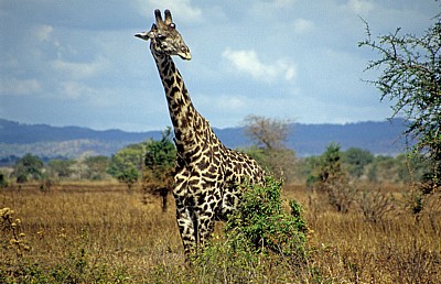 Massai-Giraffe (Giraffa camelopardalis tippelskirchi) - Mikumi Nationalpark