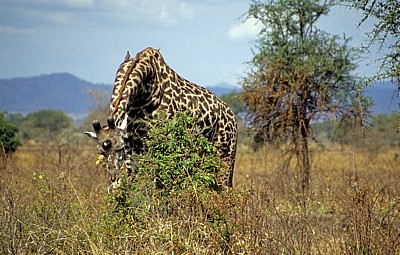 Massai-Giraffe (Giraffa camelopardalis tippelskirchi) - Mikumi Nationalpark