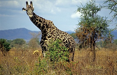 Massai-Giraffe (Giraffa camelopardalis tippelskirchi) - Mikumi Nationalpark