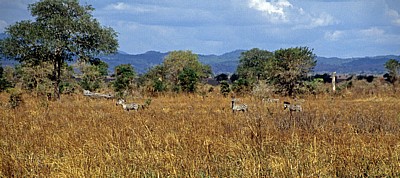 Steppenzebras (Equus quagga) - Mikumi Nationalpark