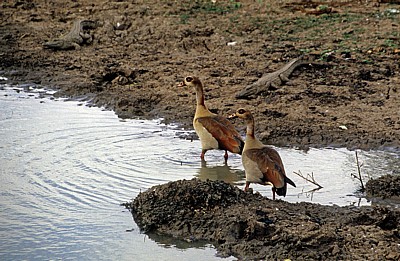 Nilgänse (Alopochen aegyptiacus) - Mikumi Nationalpark