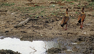 Nilkrokodil (Crocodylus niloticus) neben Nilgänsen (Alopochen aegyptiacus) - Mikumi Nationalpark