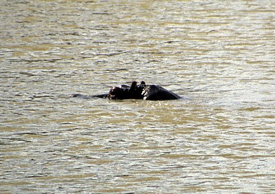 Flußpferdkopf (Hippopotamus amphibius) - Mikumi Nationalpark