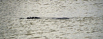 Flußpferd (Hippopotamus amphibius) im Wasser - Mikumi Nationalpark