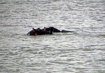Flußpferde (Hippopotamus amphibius) im Wasser - Mikumi Nationalpark