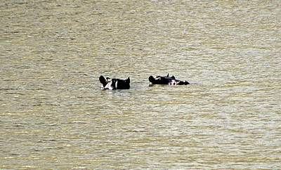 Flußpferde (Hippopotamus amphibius) im Wasser - Mikumi Nationalpark