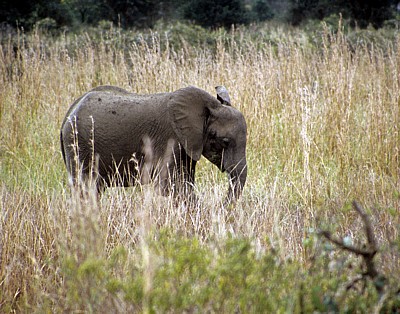Afrikanischer Elefant (Loxodonta africana) - Mikumi Nationalpark
