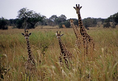 Massai-Giraffen (Giraffa camelopardalis tippelskirchi) - Mikumi Nationalpark