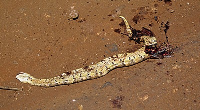 Tote Puffotter (Bitis arietans) - Selous Kisaki Road