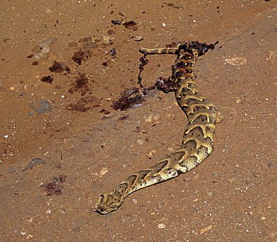 Tote Puffotter (Bitis arietans) - Selous Kisaki Road