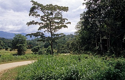 Landschaft - Selous Kisaki Road