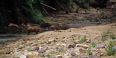 Matambwe Gate: Warzenschweine (Phacochoerus africanus) an einem kleinen Bach - Selous Wildreservat