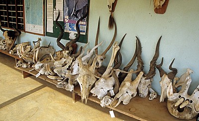 Matambwe Gate: Verschiedene Tierschädel vor dem Headquarter - Selous Wildreservat