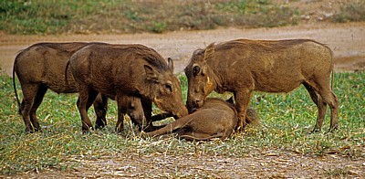 Warzenschweine (Phacochoerus africanus) - Selous Wildreservat