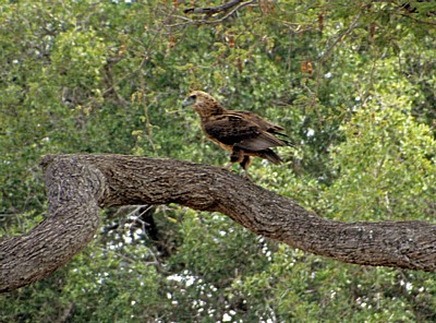 Schreiadler (Aquila pomarina) - Selous Wildreservat