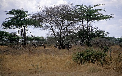 Streifengnus (Connochaetes taurinus) unter Bäumen - Selous Wildreservat