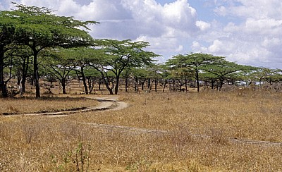 Typische Landschaft - Selous Wildreservat