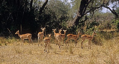 Impalas (Aepyceros melampus) - Selous Wildreservat