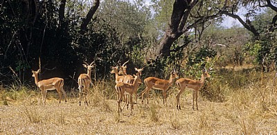 Impalas (Aepyceros melampus) - Selous Wildreservat