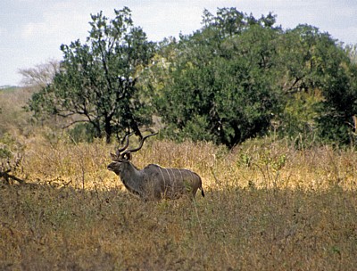 Großer Kudu (Tragelaphus strepsiceros) - Selous Wildreservat