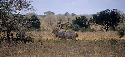 Großer Kudu (Tragelaphus strepsiceros) - Selous Wildreservat