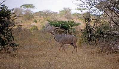 Großer Kudu (Tragelaphus strepsiceros) - Selous Wildreservat