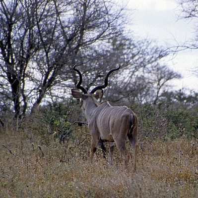 Großer Kudu (Tragelaphus strepsiceros) - Selous Wildreservat
