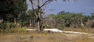 Massai-Giraffen (Giraffa camelopardalis tippelskirchi) im Dickicht - Selous Wildreservat