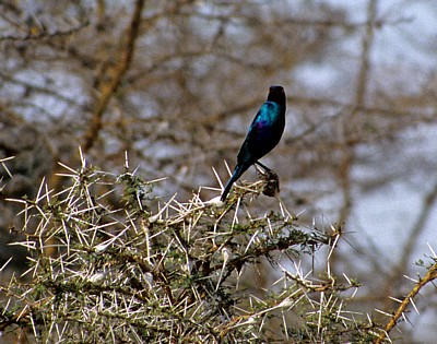 Glanzstar (Lamprotornis nitens) - Selous Wildreservat
