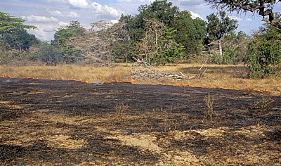 Buschfeuer - Selous Wildreservat