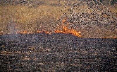Buschfeuer - Selous Wildreservat