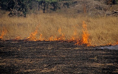 Buschfeuer - Selous Wildreservat