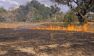 Buschfeuer - Selous Wildreservat