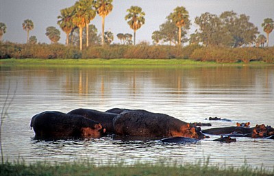 Rufiji: Flußpferde (Hippopotamus amphibius) - Selous Wildreservat