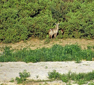 Wasserböcke (Ellipsenwasserbock, Kobus ellipsiprymnus ellipsiprymnus) - Selous Wildreservat