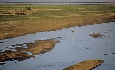 Rufiji: Sattelstorch (Ephippiorhynchus senegalensis) - Selous Wildreservat