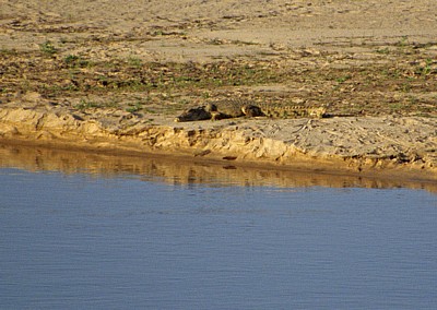 Rufiji: Nilkrokodil (Crocodylus niloticus) - Selous Wildreservat
