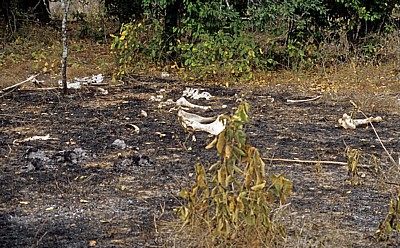 Knochen auf abgebrannter Steppe - Selous Wildreservat
