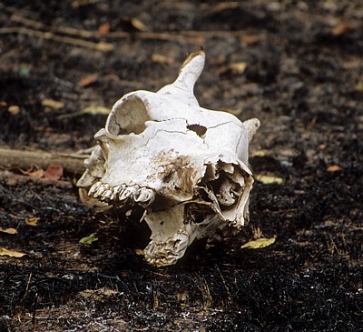 Giraffenschädel - Selous Wildreservat