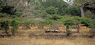 Impalas (Aepyceros melampus) - Selous Wildreservat
